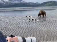 クマが人間に向かって突進！その撃退法を野生動物カメラマンが身をもって伝授