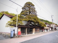 巨大な松が屋根をブチ破っている...　樹齢450年、雲南市にそびえる「浪花家の大松」はなぜこうなった？