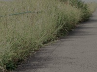 「長い帰り道を一人で歩く幼稚園児の私。後ろから来て停まったバスから現れたのは」