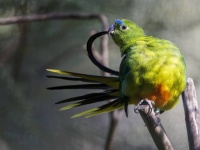 繁殖のために飼育された鳥は羽根の形が変化してしまい、野生での生存率が激減することが判明