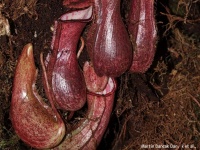 地中に潜んで罠をしかける新種の食虫植物が発見される
