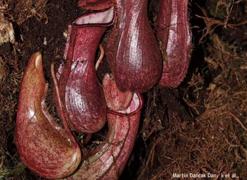 地中に潜んで罠をしかける新種の食虫植物が発見される