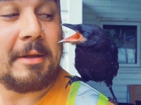 怪我したカラスのヒナを保護して野生に返したところ、毎日会いに来るようになった