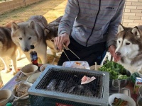 「早く」「食べ」「たい」「です」　網で焼かれるお肉を見つめるハスキーきょうだいの圧がスゴイ