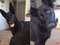 愛犬「大丈夫？どうして泣いてるの？」と、赤ちゃんの泣き声に自分の遊びを中断して心配顔
