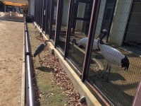 タンチョウの檻の前にやって来たアオサギ（写真は、姫路市立動物園提供）