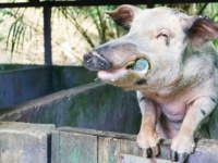 酔った勢いって動物にもあるらしい。お酒を飲みすぎてウシに喧嘩を売るブタ（オーストラリア)
