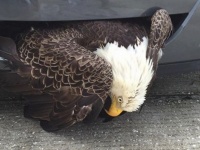 現在の政治状況を象徴！？　アメリカの国鳥「ハクトウワシ」が車のグリルに挟まった画像が別の意味で話題に