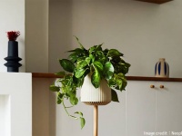 遺伝子操作した観葉植物で空気清浄効果を大幅アップ。1本が30本分に