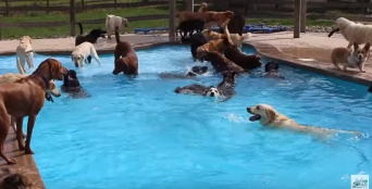 飛び込み放題だワン！　ワンコたちのプールでのはしゃぎっぷりが半端ない