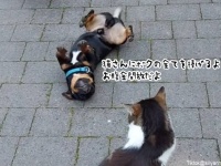 「仲よくしよう、君にすべてを捧げるよ」猫に猛烈アピールを繰り返す犬