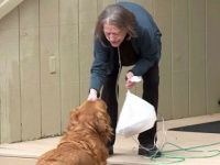 外出制限中で買い物に行けないおばあさんのために、おつかいをしてくれる隣の家の犬（アメリカ）