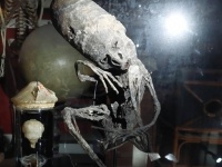 ミイラ化したエイリアンの遺体？ベルギーの動物園で保管していた謎のミイラの正体は？
