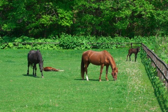 サラブレッドのイメージ（suri gonさん撮影、Flickerより）