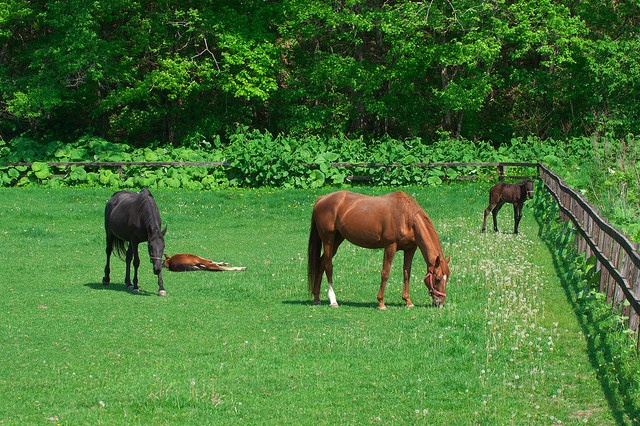サラブレッドのイメージ（suri gonさん撮影、Flickerより）