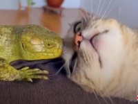 愛猫とトカゲの恋物語「いつだってそばにいたいニャ」と、オマキトカゲに片思いする猫