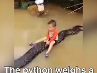 衝撃！6メートルの巨大パイソンにまたがって遊ぶ3歳の男の子【映像】