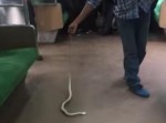 電車の中にヘビが出現！　しかしとある乗客が勇敢すぎた…！