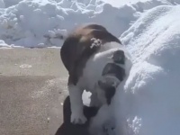 ブルドッグがブルドーザーに！？雪をかき分けながら進む犬