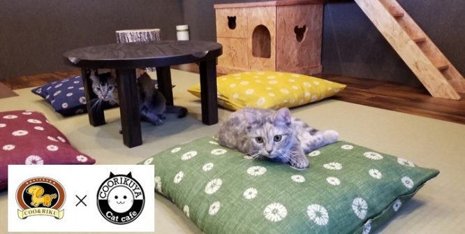 有限会社 Coo&amp;RIKUのプレスリリース画像