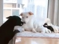 育児中の母犬をいたわる父犬。おやつを運び母犬をぎゅっとハグ