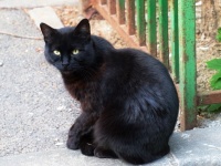 猫をひき逃げしたら過失致死傷罪で罰金。アメリカ・ニューハンプシャー州で法律の修正案が可決