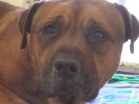愛するものと引き離され、捨てられた悲しみからなのか？涙を流す犬の姿が人々の心を打つ（アメリカ）