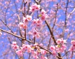 伊豆ぐらんぱる公園 「城ケ崎桜」が開花！ 現在二分～三分咲き！！