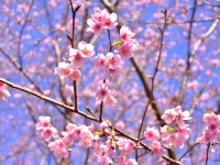 伊豆ぐらんぱる公園 「城ケ崎桜」が開花！ 現在二分～三分咲き！！