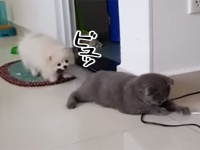 犬に尻尾を噛まれても引っ張られても、動じないこと岩のごとしな猫