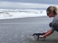 傷の治療を終えたペンギンが海に帰る時。一度は海へ向かうも、立ち止まり振り返る。何かを伝えたかったのかもしれない。