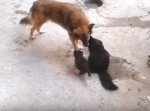【熱い友情】猫ファミリーが旧友に会いに来た動画