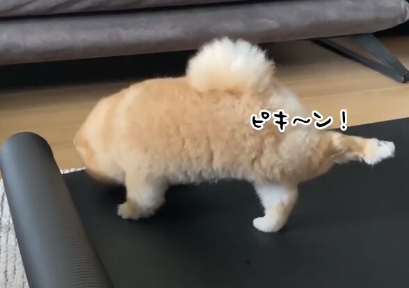 脚がピキーン！セクシーヨガポーズを決めるポメラニアン