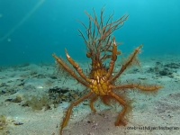 決して後ろを取らせない！ダイバーに両脚をあげて威嚇するカニ「モクズショイ」