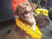なぜこんなところに？海のド真ん中で犬を発見！助けを求めて作業員の方に泳いできたところを無事救出（タイ）