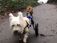目の見えないキツネと脚の不自由な犬の友情物語