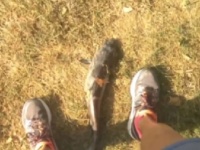 「くさっ！」　鳥が落とした巨大ナマズが女性の顔に命中する事件が発生