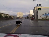 街を徘徊し続けるクマを警察の車載カメラが追跡！
