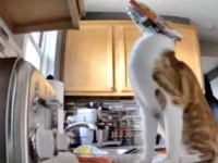 防犯カメラは見た！マフィンの袋を被った猫、自動追尾式のカメラにとらえられる