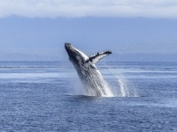 リアルに存在した！クジラに飲み込まれ、吐き出された男性がその心境を語る