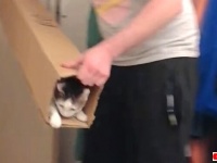 こんな猫付きランチャーあったらほしい！際限なく猫と遊べる長～い箱はいかが？
