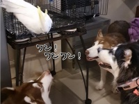 ワンワンと鳴いているのはアラスカンマラミュート？それとも...（要音声）