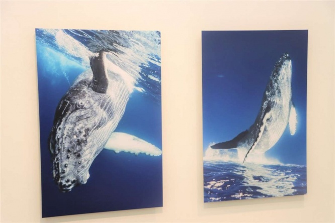 写真展で見ると迫力が段違い