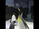 くちばしに付いたシャボン玉が離れないペンギンがかわいい！