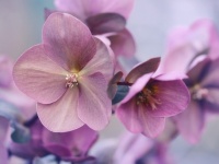 【花言葉】「恋」「好き」の意味を持つ花
