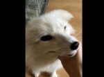 ふわふわした毛並みのキツネが戯れている姿がとってもかわいい！
