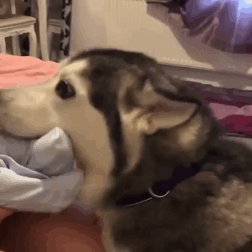 cute-kids-dogs-best-friends-friendship-27-5a9920f1a8762__605