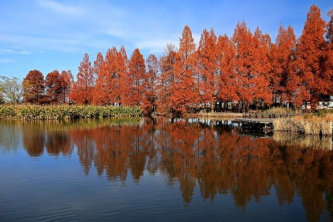 羽生水郷公園では秋になるとメタセコイヤの紅葉を楽しめる（photoACより）