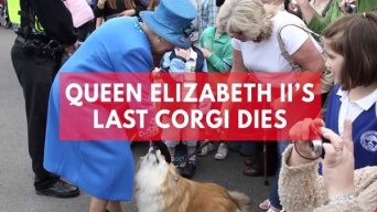 エリザベス女王の飼っていた最後のコーギー犬が亡くなる
