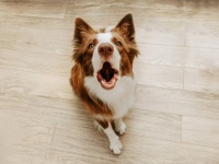 遊びたいの？怒ってるの？犬の吠えている鳴き声をAIで解読する試み